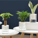 Transparent Self-Watering Indoor Planter with HD Water Level Monitoring