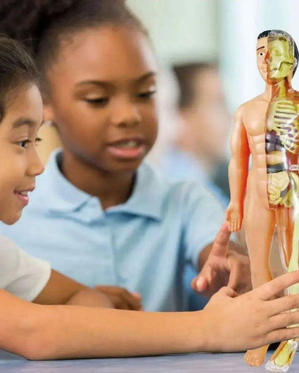 Interactive Anatomical Skeleton Model Kit - A Hands-On Learning Experience for Anatomy Enthusiasts