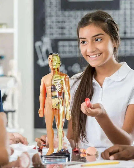 Interactive Anatomical Skeleton Model Kit - A Hands-On Learning Experience for Anatomy Enthusiasts