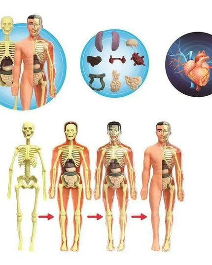 Interactive Anatomical Skeleton Model Kit - A Hands-On Learning Experience for Anatomy Enthusiasts
