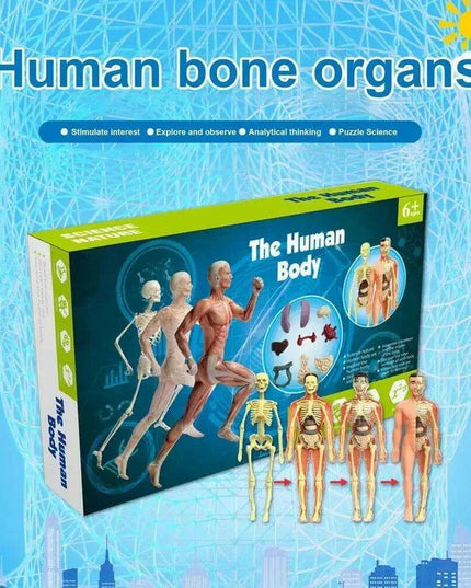Interactive Anatomical Skeleton Model Kit - A Hands-On Learning Experience for Anatomy Enthusiasts
