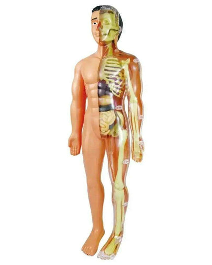 Interactive Anatomical Skeleton Model Kit - A Hands-On Learning Experience for Anatomy Enthusiasts
