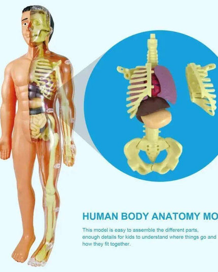 Interactive Anatomical Skeleton Model Kit - A Hands-On Learning Experience for Anatomy Enthusiasts