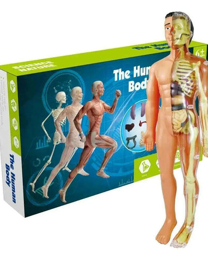 Interactive Anatomical Skeleton Model Kit - A Hands-On Learning Experience for Anatomy Enthusiasts