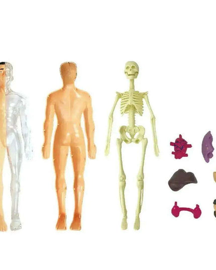 Interactive Anatomical Skeleton Model Kit - A Hands-On Learning Experience for Anatomy Enthusiasts