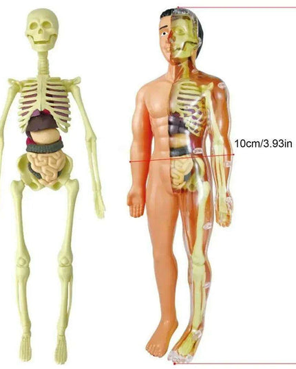 Interactive Anatomical Skeleton Model Kit - A Hands-On Learning Experience for Anatomy Enthusiasts