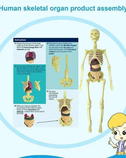 Interactive Anatomical Skeleton Model Kit - A Hands-On Learning Experience for Anatomy Enthusiasts