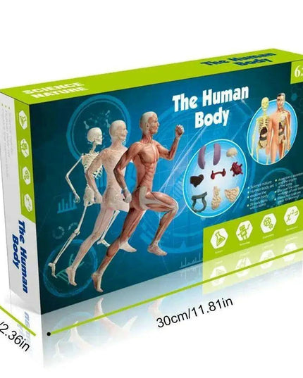 Interactive Anatomical Skeleton Model Kit - A Hands-On Learning Experience for Anatomy Enthusiasts