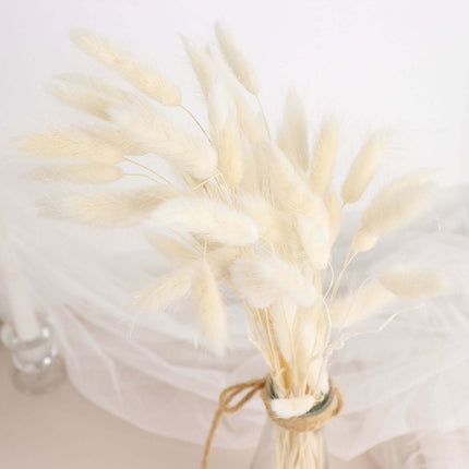 AliKopy 50-Pack Dried Bunny Tail Grass - Natural White, 15" Tall, Farm