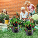 Strawberry Cultivation Kit for Bountiful Garden Bounty