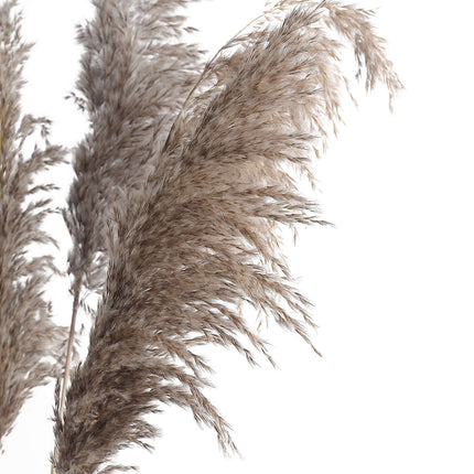 AliKopy 6 Stems Natural Dried Pampas Grass - 32" Boho Chic Decor