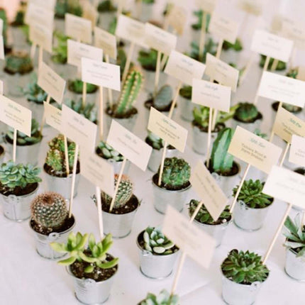AliKopy 3-Pack Echeveria Elegans Faux Succulents in Ceramic Pots - Lif