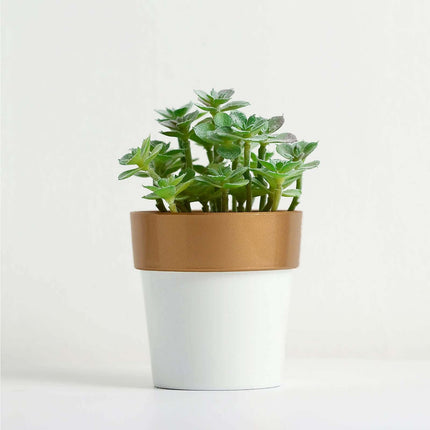 AliKopy 3-Pack Small White Flower Pots with Gold Rim - Decorative 3" P