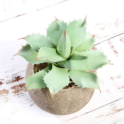 AliKopy 3-Pack Aloe Artificial Succulents in Ceramic Pots - Lifelike D
