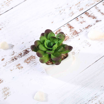 AliKopy 3-Pack Echeveria Elegans Faux Succulents in Ceramic Pots - Lif