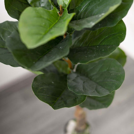 AliKopy 2 Pack 3ft Artificial Fiddle Leaf Fig Trees - Potted, Realisti