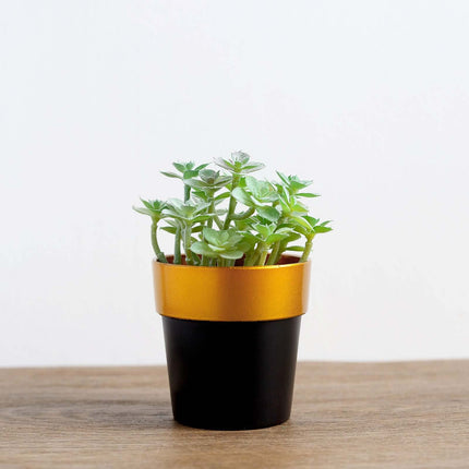 AliKopy 3-Pack Small Black Flower Pots with Gold Rim - Durable Plastic