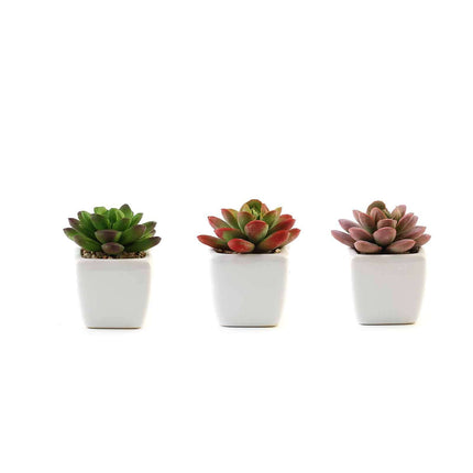 AliKopy 3-Pack Echeveria Elegans Faux Succulents in Ceramic Pots - Lif