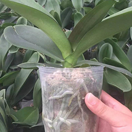 100-Count Clear Plant Growth Cups: Enhance Your Gardening Success - Très Elite