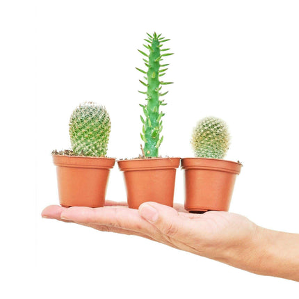 Succulent Serenity: Mini Cactus Trio for Compact Living