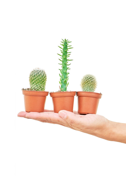 Mini Cactus Trio Set for Small Spaces