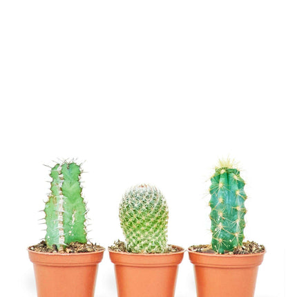 Succulent Serenity: Mini Cactus Trio for Compact Living