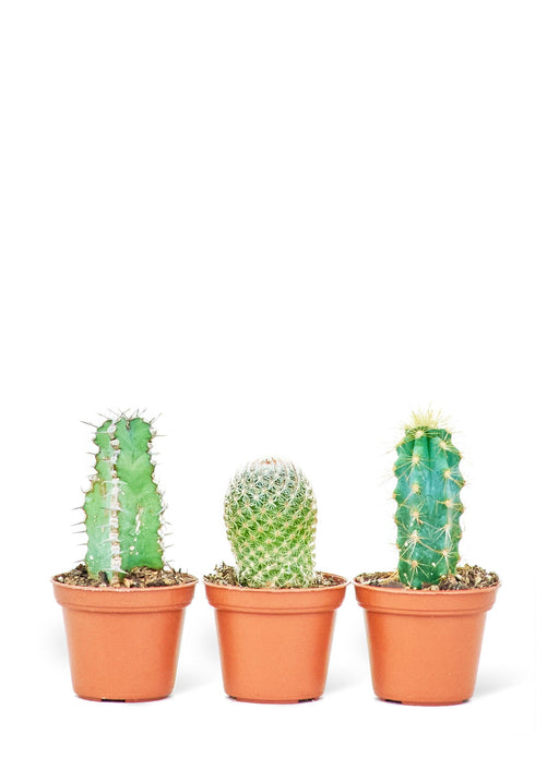 Petite Succulent Trio Bundle, Mini Cactus Set