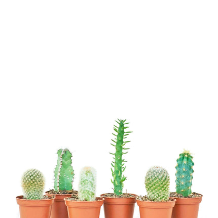 Succulent Serenity: Mini Cactus Trio for Compact Living