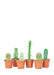 Petite Succulent Trio Bundle, Mini Cactus Set