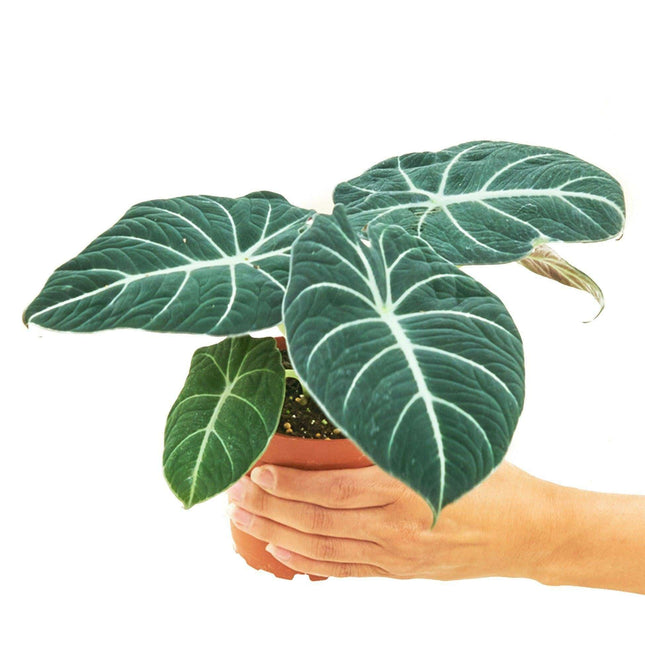 Elegant Black Velvet Alocasia Plant - Chic Home Decor Statement