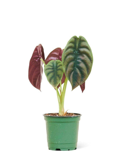Exquisite Alocasia 'Red Secret' - Vibrant Green and Red Textured Leaves for Your Home