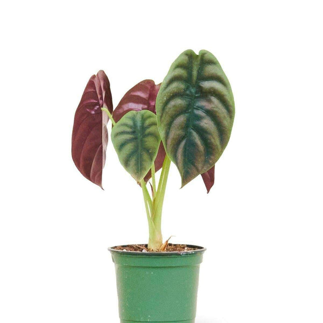 Exquisite Alocasia 'Red Secret' - Vibrant Green and Red Textured Leaves for Your Home