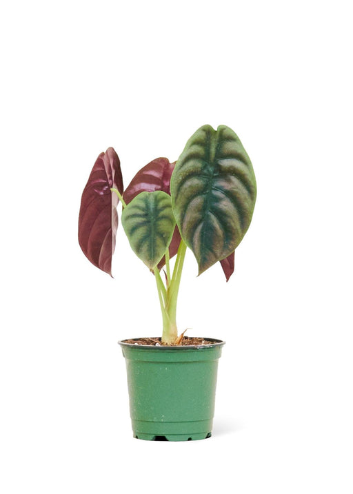 Majestic Alocasia 'Red Secret' - Lush Petite Plant with Shimmering Green and Red Leaves