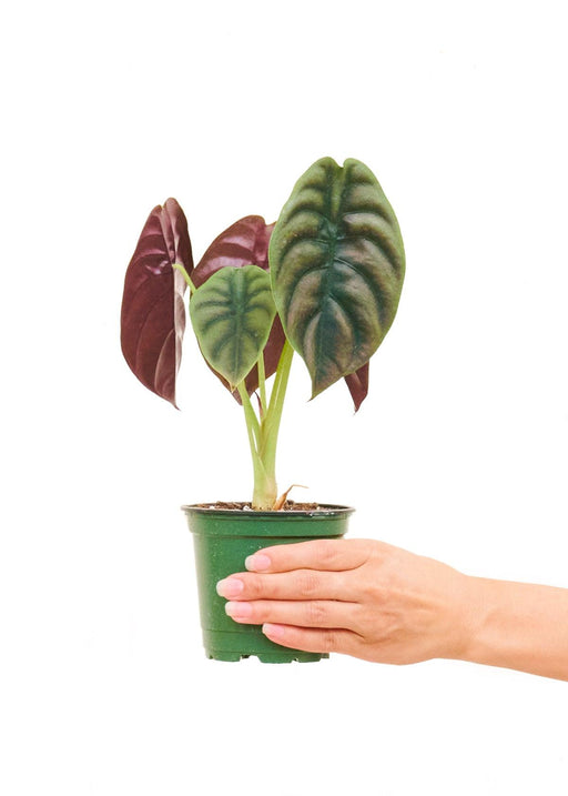 Majestic Alocasia 'Red Secret' - Exquisite Petite Plant Featuring Shimmering Green and Red Leaves