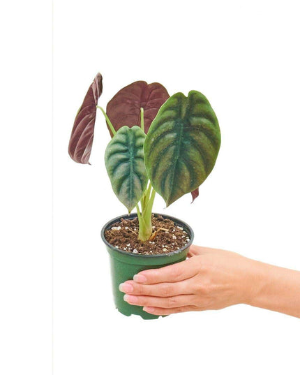 Exquisite Alocasia 'Red Secret' - Vibrant Green and Red Textured Leaves for Your Home
