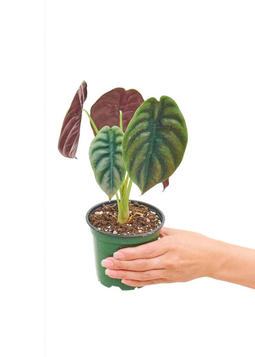 Majestic Alocasia 'Red Secret' - Exquisite Petite Plant Featuring Shimmering Green and Red Leaves