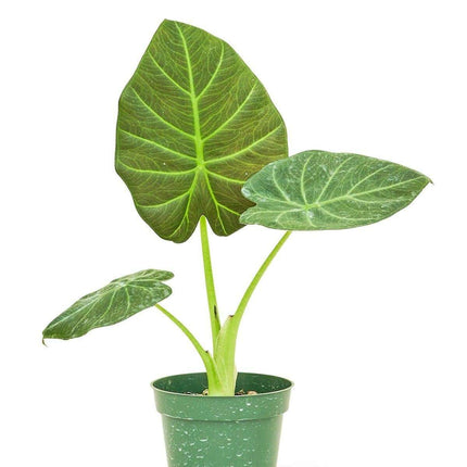 Petite Alocasia 'Regal Shields': Elevate Your Space with Luxurious Greenery