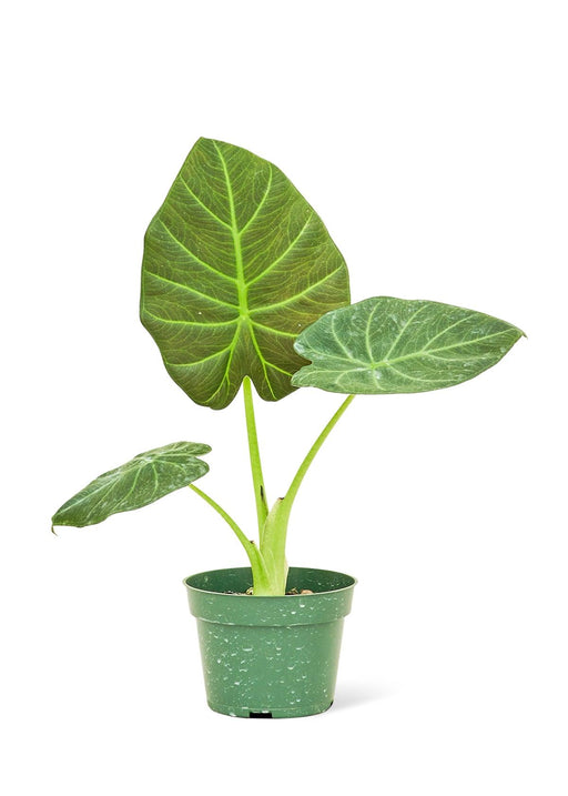 Elite Botanical Haven Collection: Alocasia 'Regal Shields' Petite - Elevate Your Space with Green Sophistication