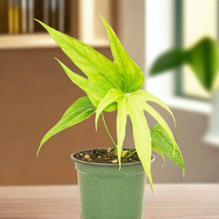 Elegant Anthurium Delight