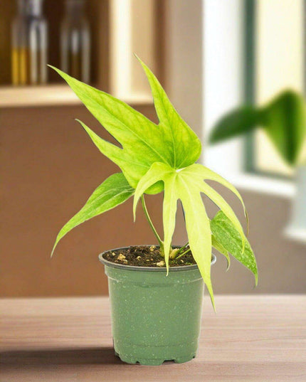 Elegant Anthurium Delight