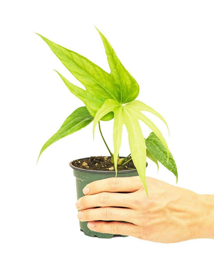 Elegant Anthurium Delight