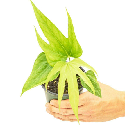 Elegant Anthurium Delight