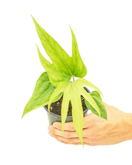 Elegant Anthurium Delight