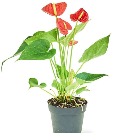 'Radiant Ruby' Dwarf Flamingo Anthurium - Lush Tropical Beauty