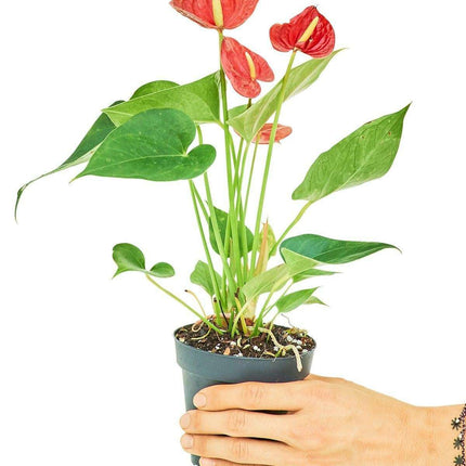 'Radiant Ruby' Dwarf Flamingo Anthurium - Lush Tropical Beauty