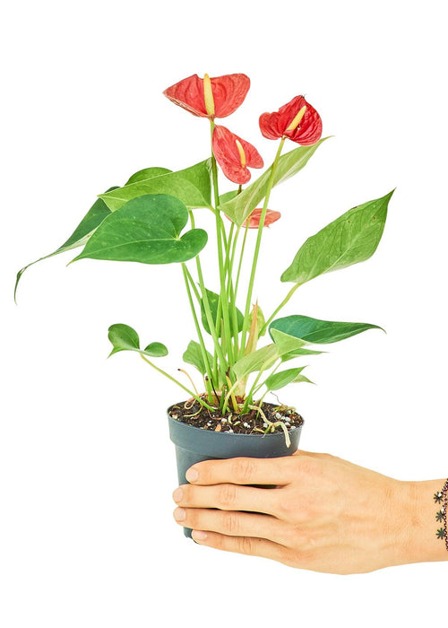 'Royal Ruby' Anthurium, Compact