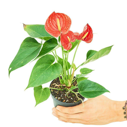 'Radiant Ruby' Dwarf Flamingo Anthurium - Lush Tropical Beauty