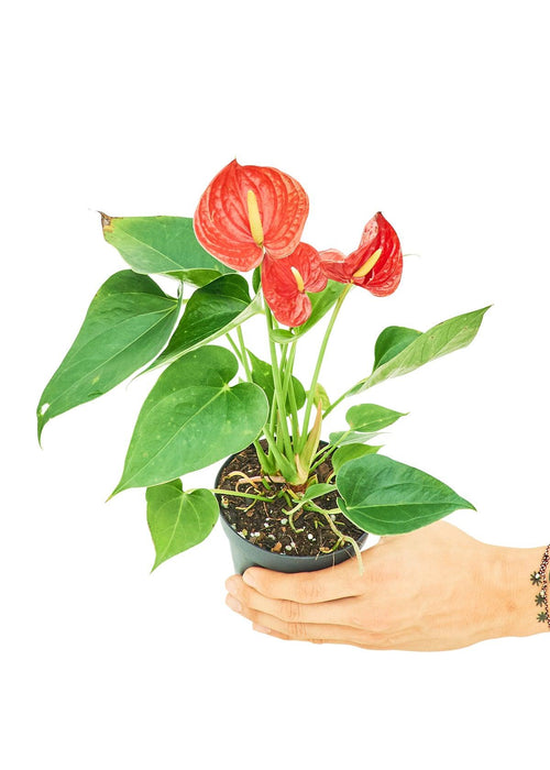'Royal Ruby' Anthurium, Compact