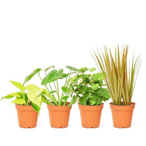 Premium Mystery Jungle Greenery Collection: Set of 4 Live Small Houseplants