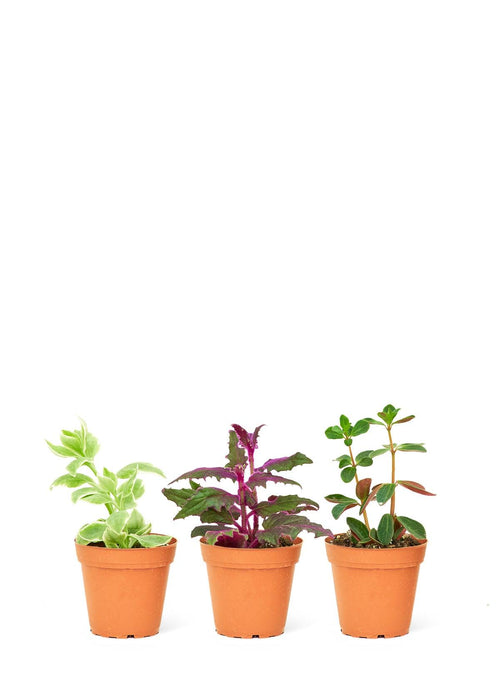Luxe Tropical Plant Trio - Elegant Baby Plant Set